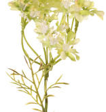 Daucus carota (Wilde peen) x4, 4 schermbloemen (49 bloemetjes) & 6 bladtoeven, 85 cm
