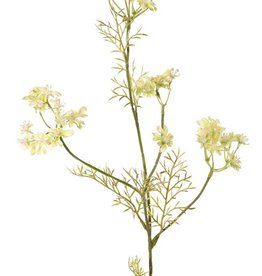 Daucus carota (Wild carrot) 4 branches, 4 umbels (49 flowers) & 6 leaves, 85 cm