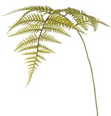 Wurmfarn-Zweig (Dryopteris) mit 15 Farnblättern, 81 cm