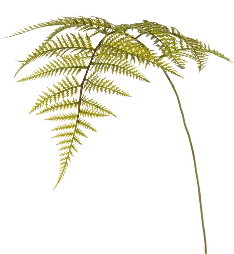 Wurmfarn-Zweig (Dryopteris) mit 15 Farnblättern, 81 cm