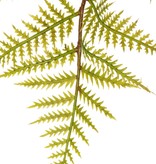 Wurmfarn-Zweig (Dryopteris) mit 15 Farnblättern, 81 cm