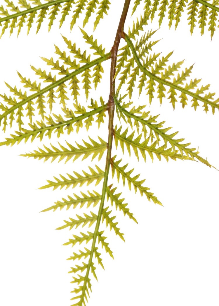 Wurmfarn-Zweig (Dryopteris) mit 15 Farnblättern, 81 cm