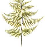 Wood fern, buckler fern branch (Dryopteris), 15 leaves, 81 cm