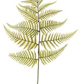 Wurmfarn-Zweig (Dryopteris) mit 15 Farnblättern, 81 cm