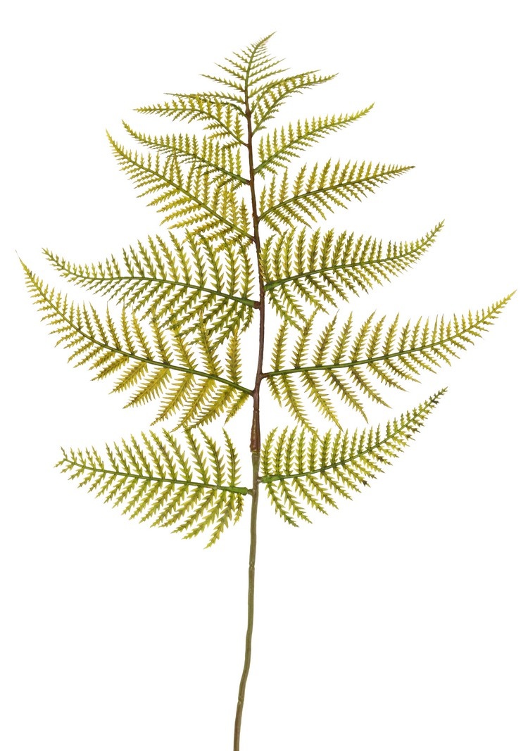 Wurmfarn-Zweig (Dryopteris) mit 15 Farnblättern, 81 cm