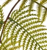 Wurmfarn-Zweig (Dryopteris) mit 15 Farnblättern, 81 cm