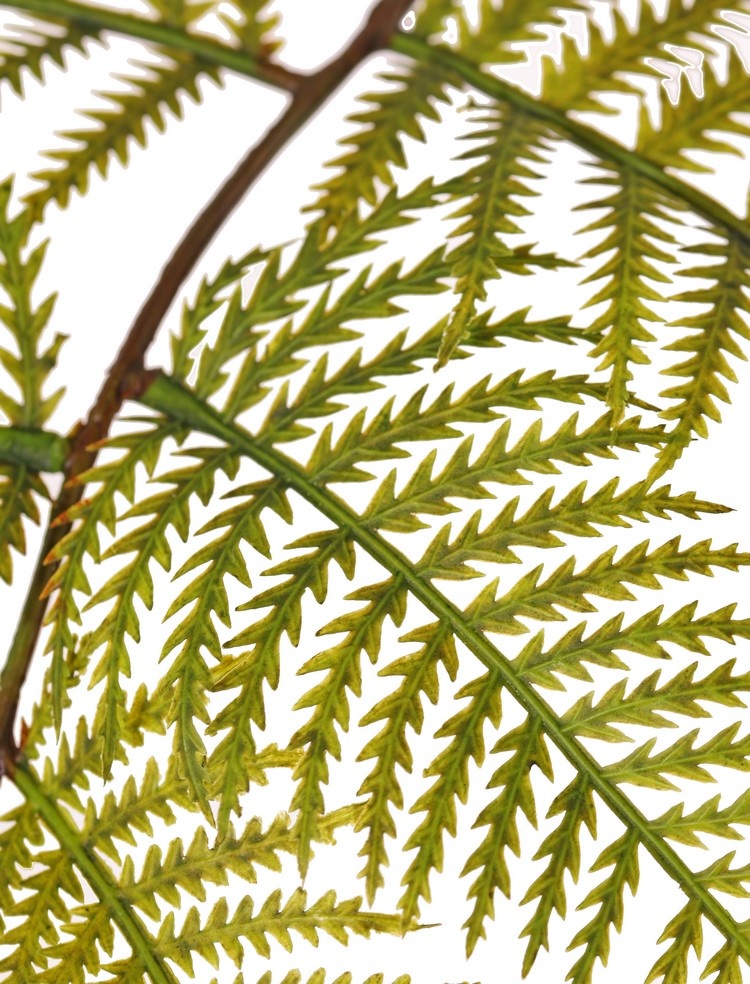 Stekelvarentak (Dryopteris) met 15 samengestelde bladeren, 81 cm