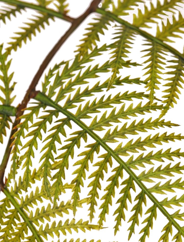 Wood fern, buckler fern branch (Dryopteris), 15 leaves, 81 cm