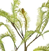 Asplenium (Dragon tail) fern branch, 27 fern leaves (13 cm), 100 cm