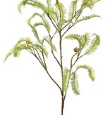 Asplenium (Dragon tail) fern branch, 27 fern leaves (13 cm), 100 cm