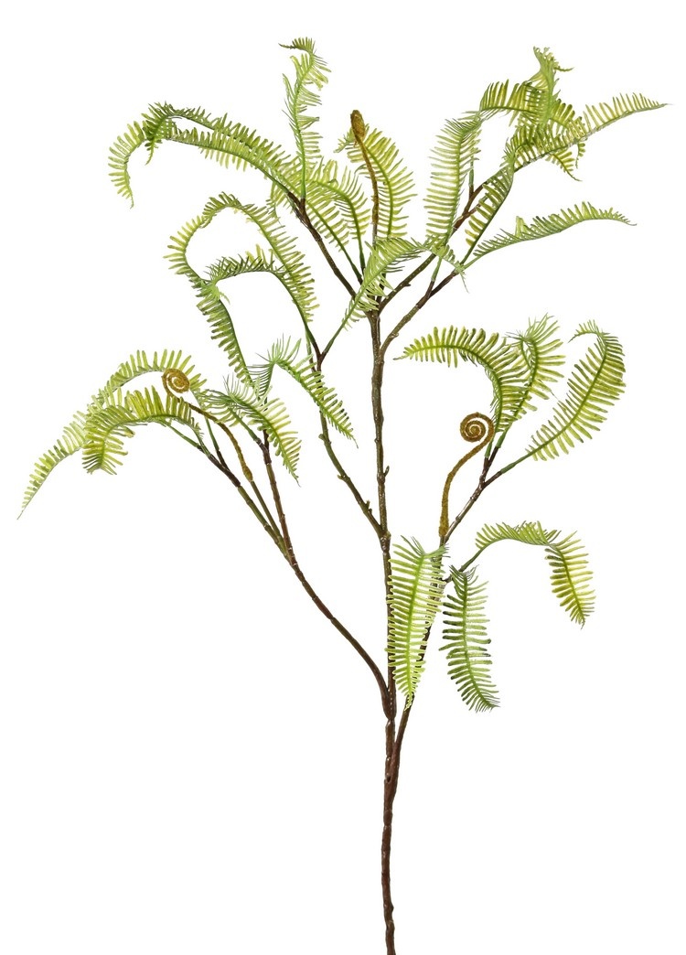 Asplenium (Dragon tail) helecho, 27 hojas, (13 cm), 100 cm