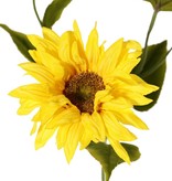 Sunflower (Helianthus) medium, 2 flowers (Ø 11 / 8 cm), 2 buds, 6 leaves, 60 cm