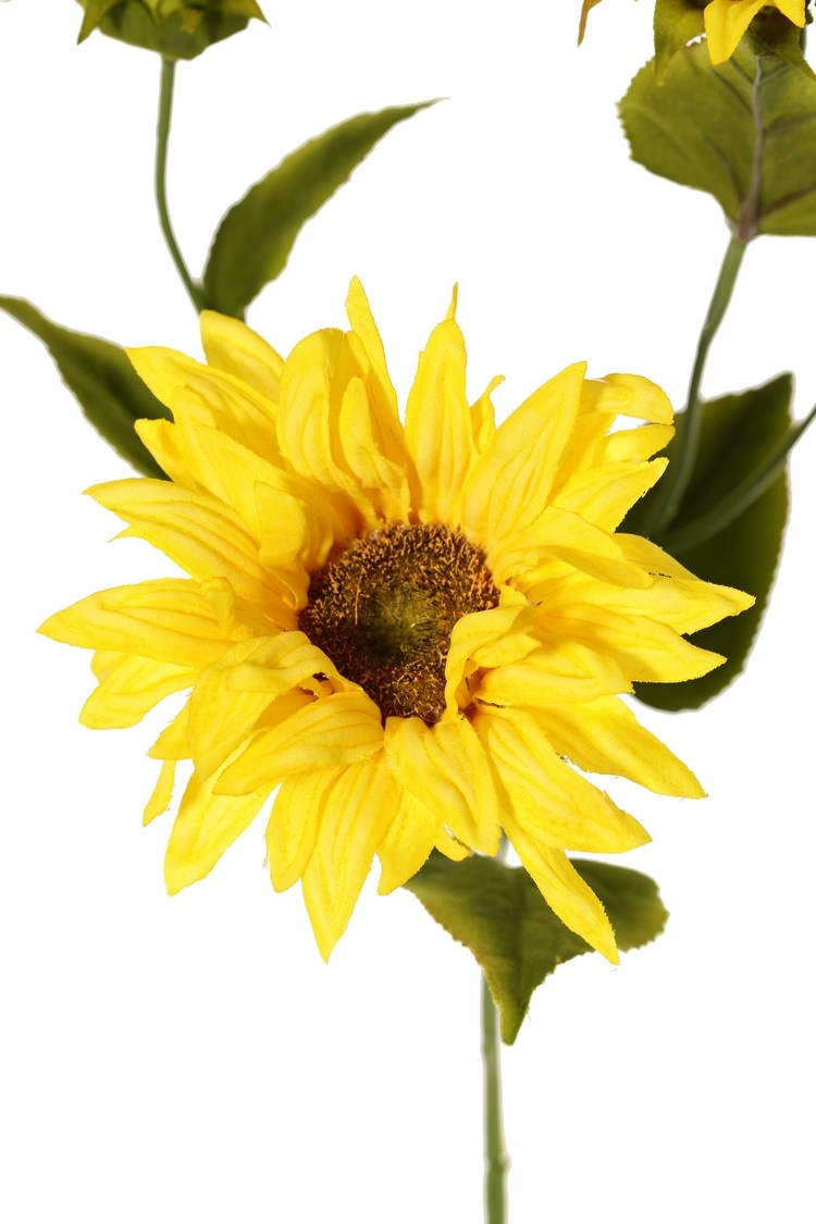 Sunflower (Helianthus) medium, 2 flowers (Ø 11 / 8 cm), 2 buds, 6 leaves, 60 cm