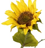 Sunflower (Helianthus) medium, 2 flowers (Ø 11 / 8 cm), 2 buds, 6 leaves, 60 cm