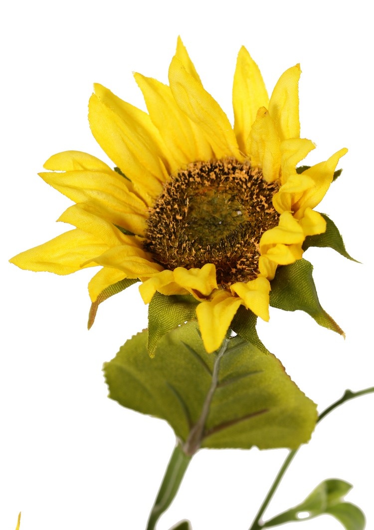Sonnenblume (Helianthus) mit 3 Ausläufern, 2 Blüten (Ø 11 / 8 cm), 2 Knospen, 6 Blätter, 60 cm