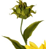 Sunflower (Helianthus) medium, 2 flowers (Ø 11 / 8 cm), 2 buds, 6 leaves, 60 cm