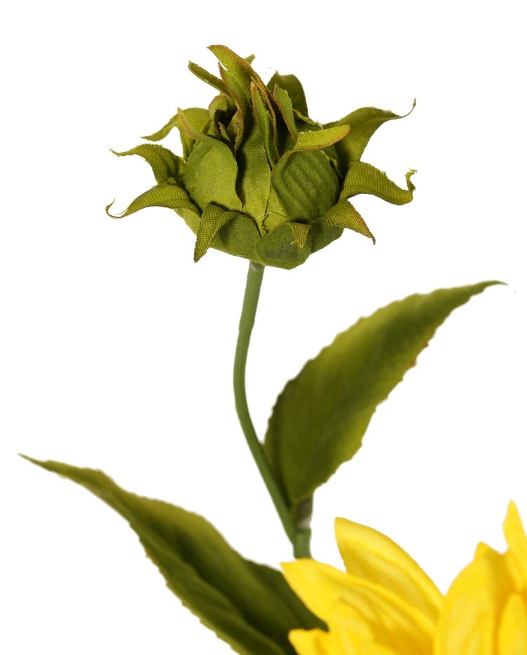 Sunflower (Helianthus) medium, 2 flowers (Ø 11 / 8 cm), 2 buds, 6 leaves, 60 cm