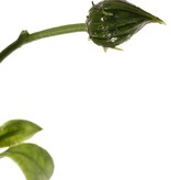 Girasol (Helianthus) medium, 2 flores (Ø 11 / 8 cm), 2 capullos, 6 hojas, 60 cm