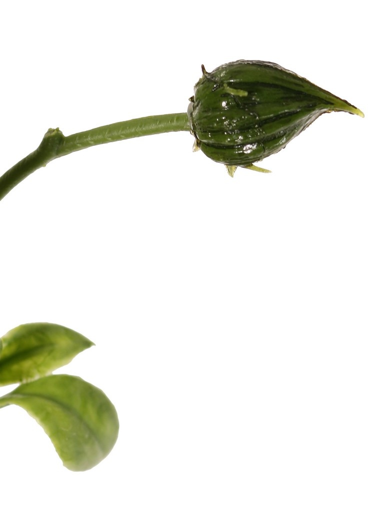 Sunflower (Helianthus) medium, 2 flowers (Ø 11 / 8 cm), 2 buds, 6 leaves, 60 cm