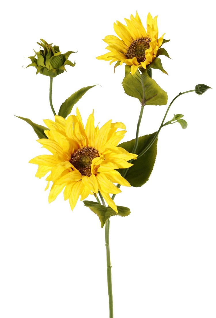 Sonnenblume (Helianthus) mit 3 Ausläufern, 2 Blüten (Ø 11 / 8 cm), 2 Knospen, 6 Blätter, 60 cm