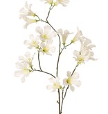 Pandorea jasminoides, 17 flores, 90 cm