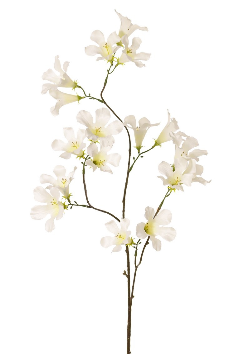 Rosa Pandorea, Jasmintrompete, 3 Ausläufer mit 17 Blüten, 90 cm