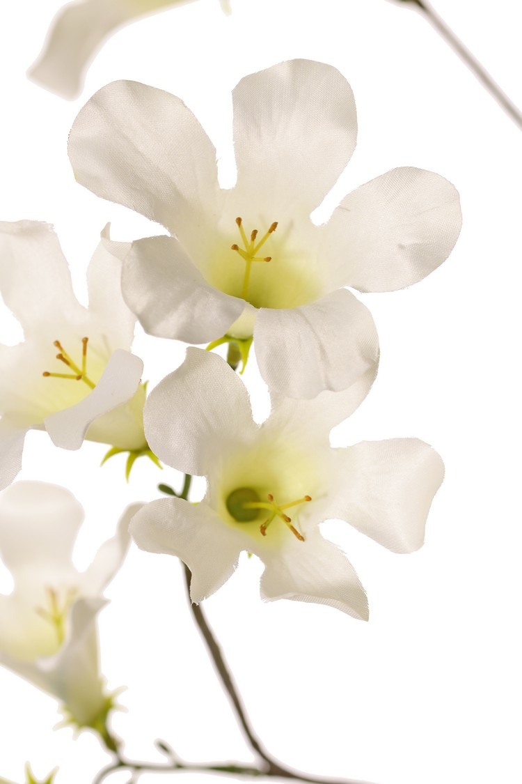 Pandorea jasminoides, bower of beauty, 17 flowers, 90 cm