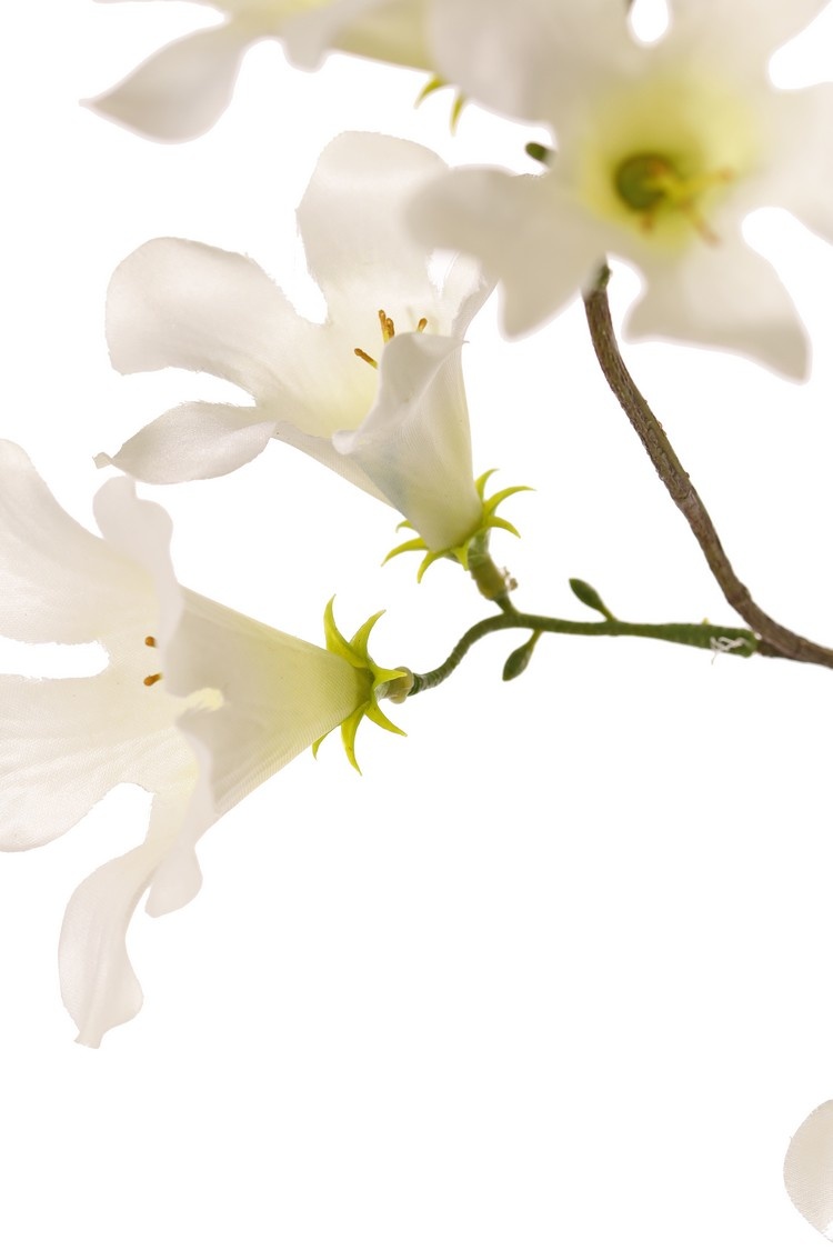 Trompetbloemtak, 3 uitlopers, met 17 bloemen, 90 cm
