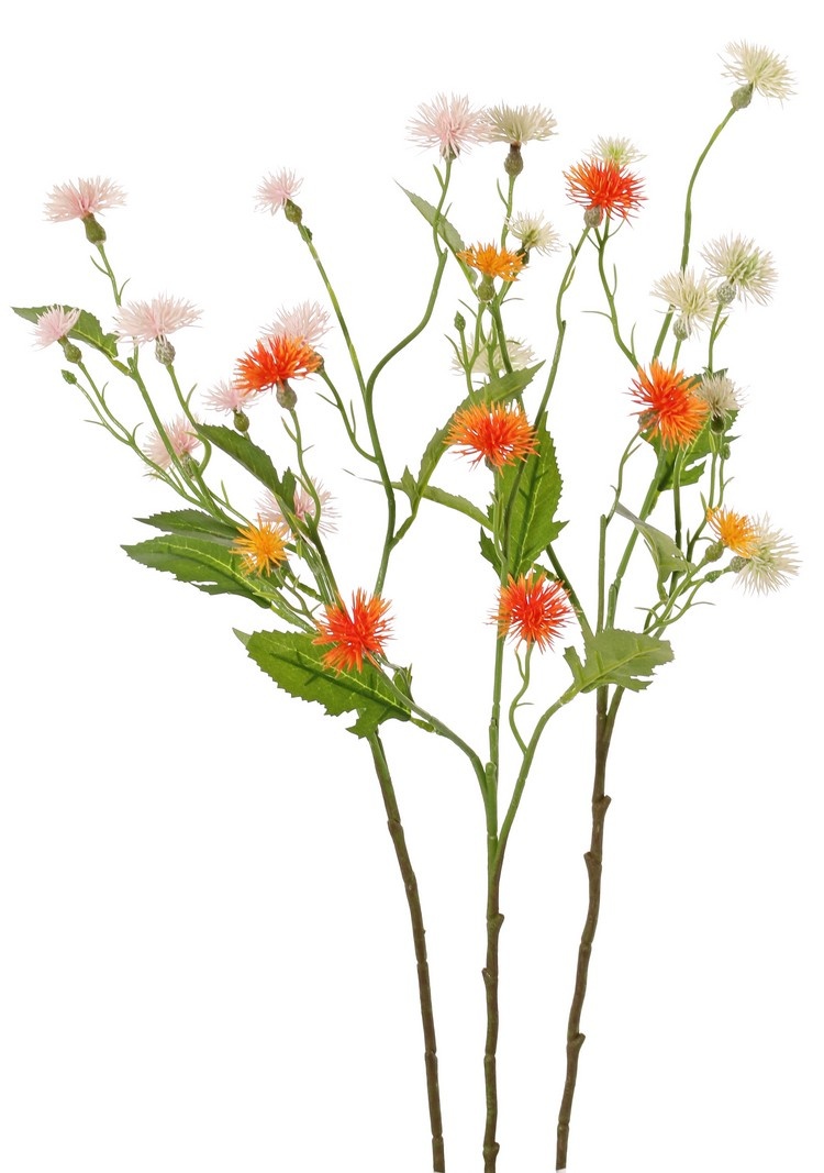 Wiesen-Flockenblume (Centaurea) 3 Ausläufer, 9 Blüten, (6x L / 3x S), 4 Blätter, 2 Knospen, 55 cm