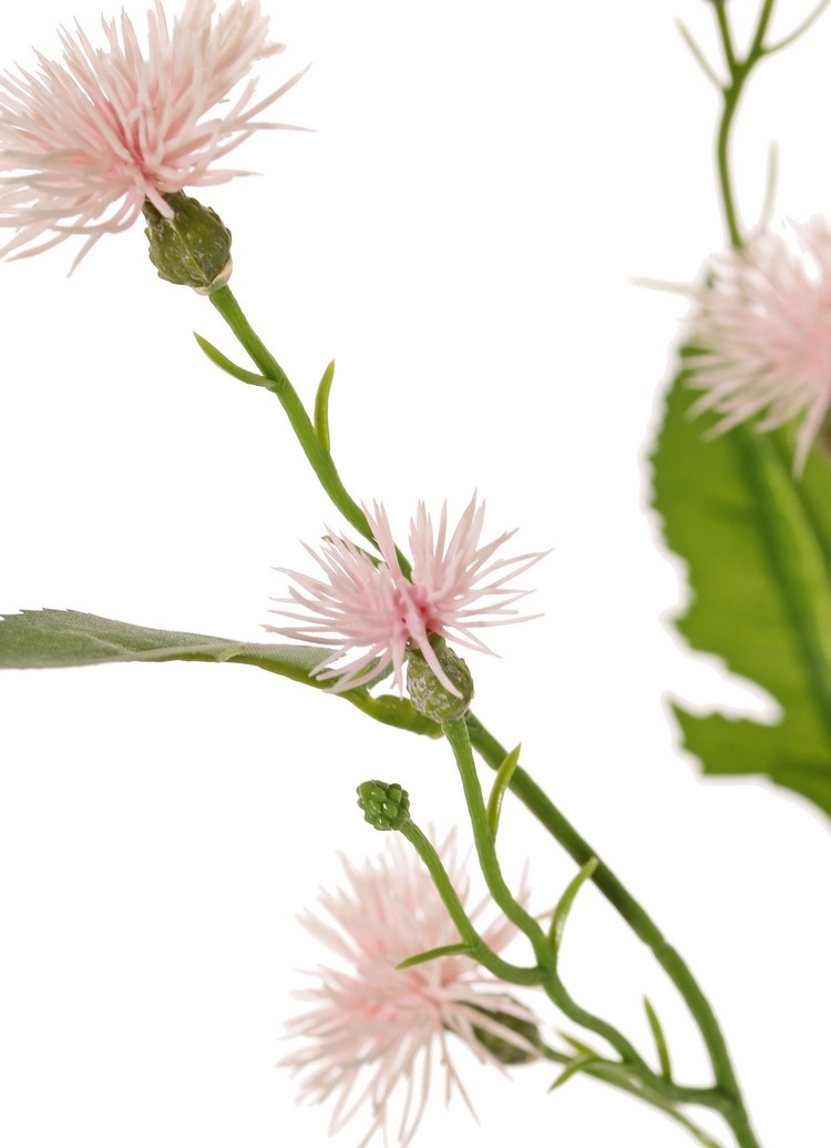 Wiesen-Flockenblume (Centaurea) 3 Ausläufer, 9 Blüten, (6x L / 3x S), 4 Blätter, 2 Knospen, 55 cm