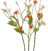 Wiesen-Flockenblume (Centaurea) 3 Ausläufer, 9 Blüten, (6x L / 3x S), 4 Blätter, 2 Knospen, 55 cm