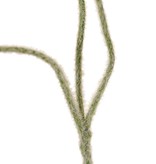 Mohnblume mini, 3 Ausläufer mit 3 Blüten (Ø 5 cm), 50 cm