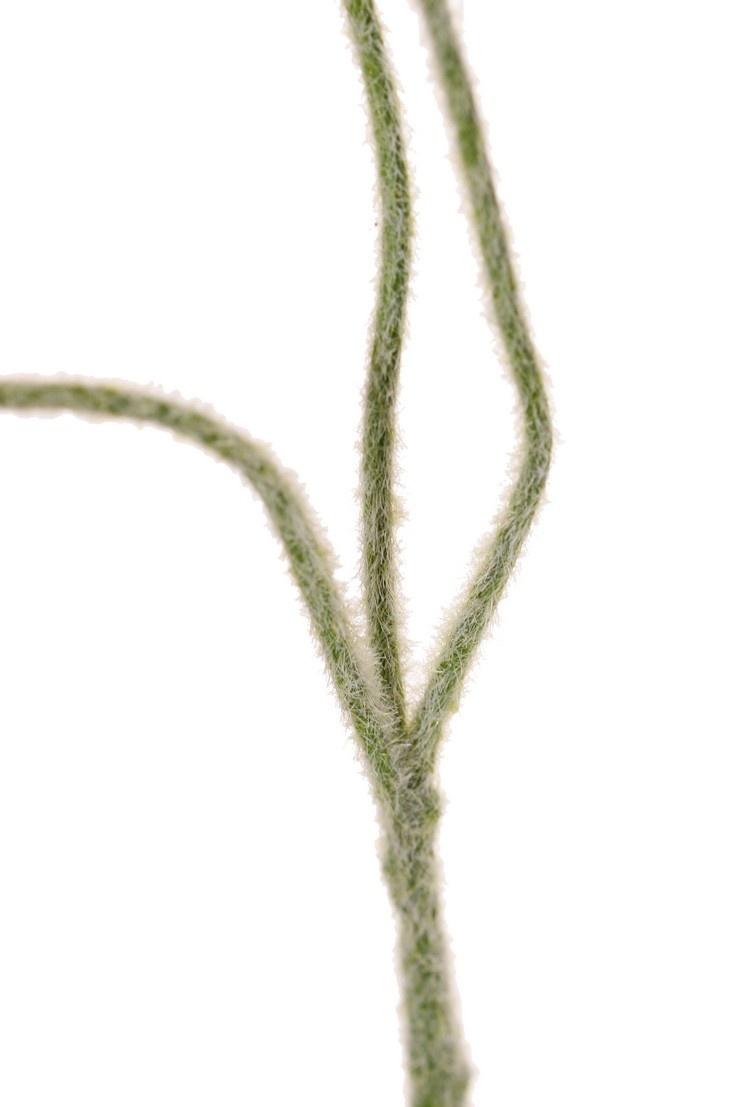 Flor de amapola mini, 3 flores (Ø 5 cm), sin hojas, 50 cm