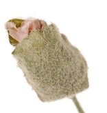 Mohnblume 'Ann', mit 3 Ausläufern, 2 Blüten (Ø 12 cm) & 1 Knospe (7 x 3,5 cm), 76 cm