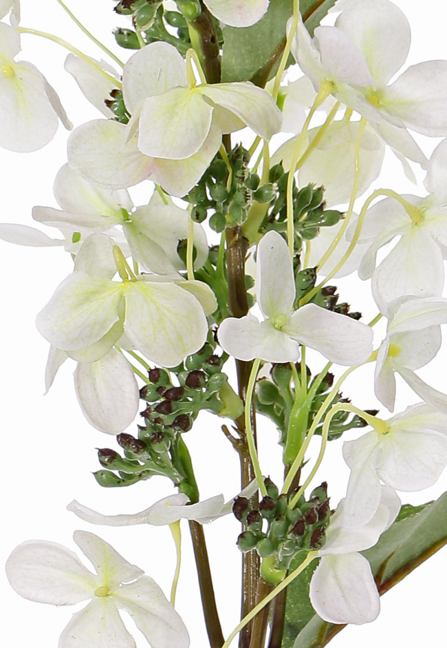 Hortensie paniculata  Ø 14 cm und 36 Blütenblätter & 3 Blätter & 16 Knospe, 75 cm