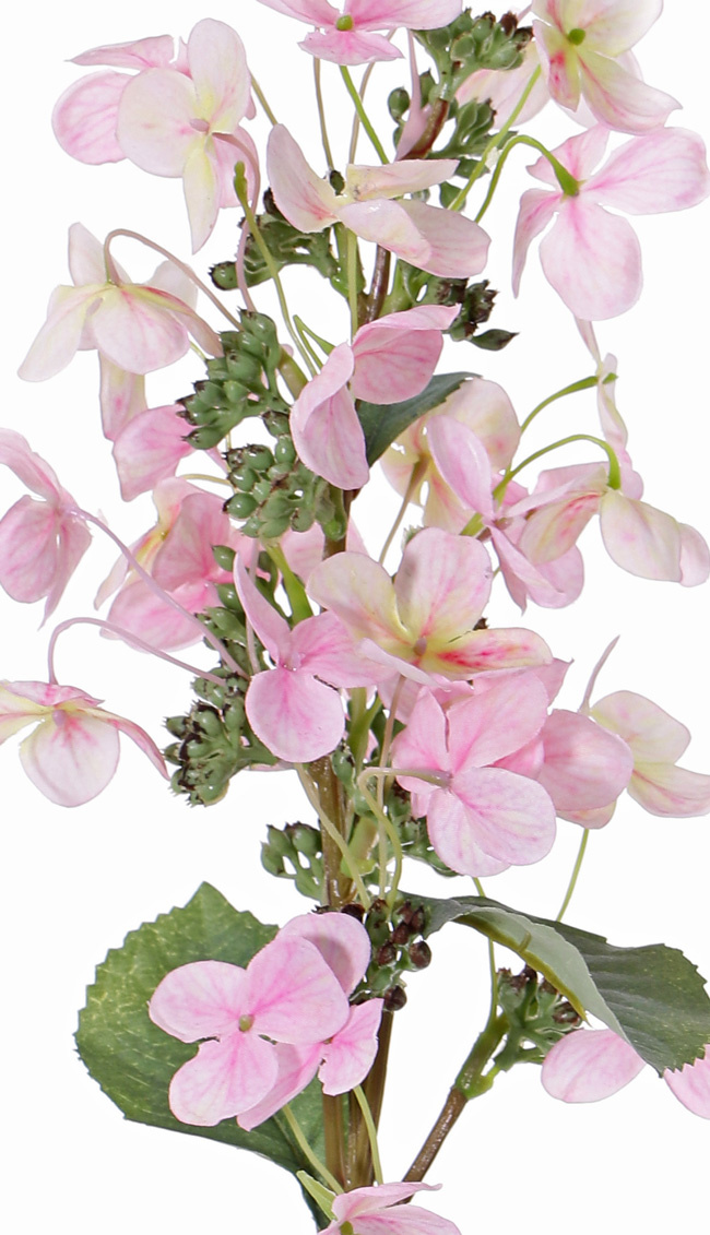 Hortensie paniculata Ø 14 cm y 36 flores & 3 hojas & 16capullos, 75 cm