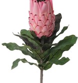 Protea (baardsuikerbos) 75cm