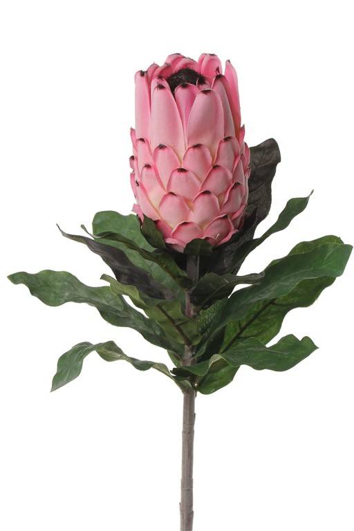 Protea 75cm, Blume 12cm, Ø 8cm, 14 Blaetter, beflockter Stiel