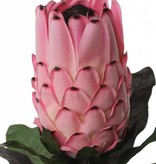 Protea (baardsuikerbos) 75cm