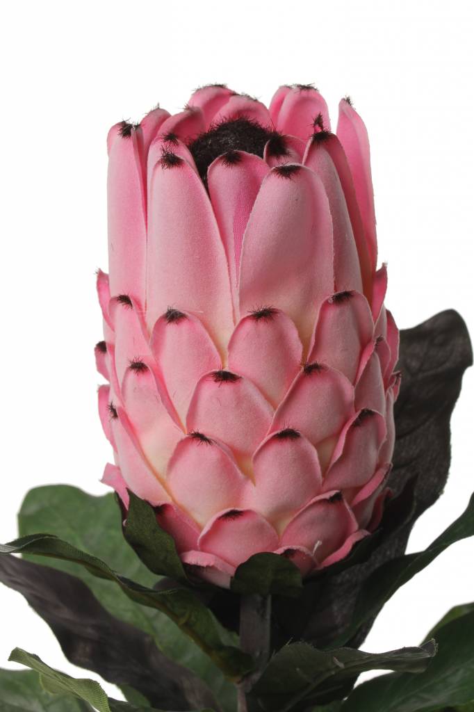 Protea  14 hojas, 75cm