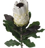 Protea (baardsuikerbos) 75cm