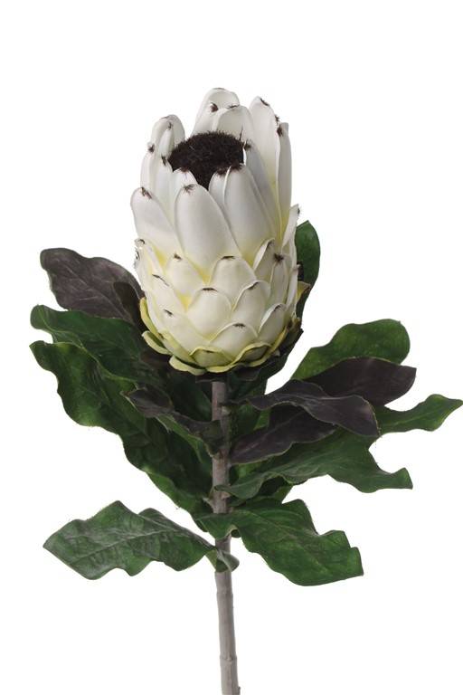 Protea 75cm, Blume 12cm, Ø 8cm, 14 Blaetter, beflockter Stiel