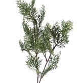 Zedernzweig (Cupressus) 'Top Green', 21 Blatt, 83 cm