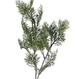 Ciprestak (Cupressus) 'Top Green', 21 blad, 83cm