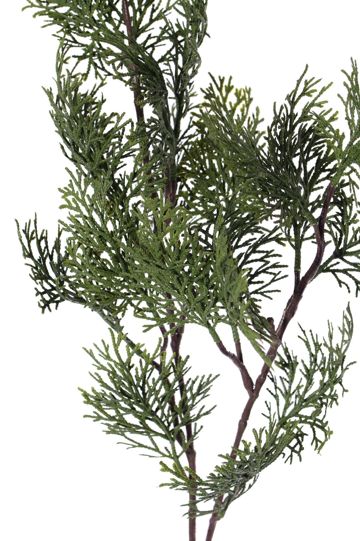 Ciprestak (Cupressus) 'Top Green', 21 blad, 83cm
