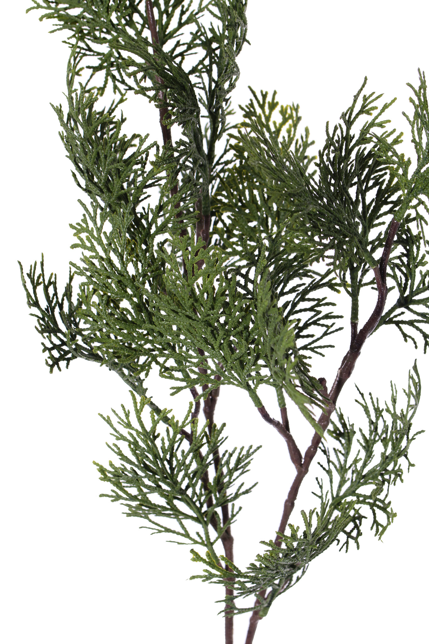 Cypress branch (Cupressus) 'Top Green', 21 leaves, 83 cm