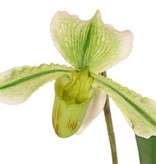 Venusschoen (Paphiopedilum) met 1 bloem en 3 blad, REAL TOUCH, 40 cm