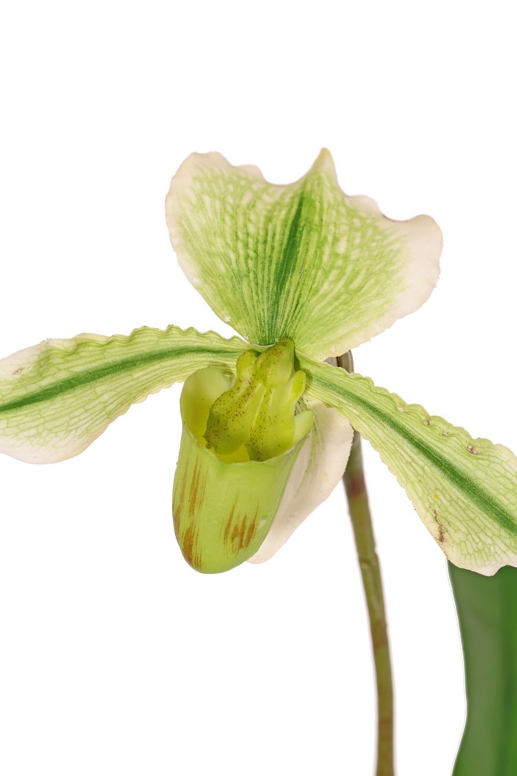 Slipper Orchid (Paphiopedilum) with 1 Flower and 3 leaves, real touch, 40cm