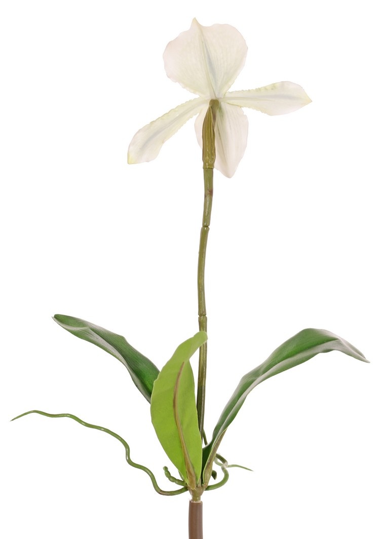 Slipper Orchid (Paphiopedilum) un flor, 3 hojas, real touch, 40 cm