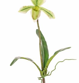 Slipper Orchid (Paphiopedilum) with 1 Flower and 3 leaves, real touch, 40cm